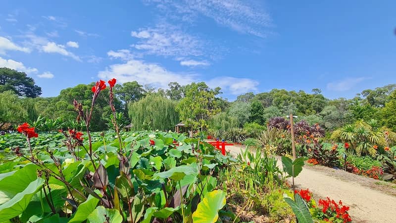 Blue Lotus Water Garden at Yarra Junction