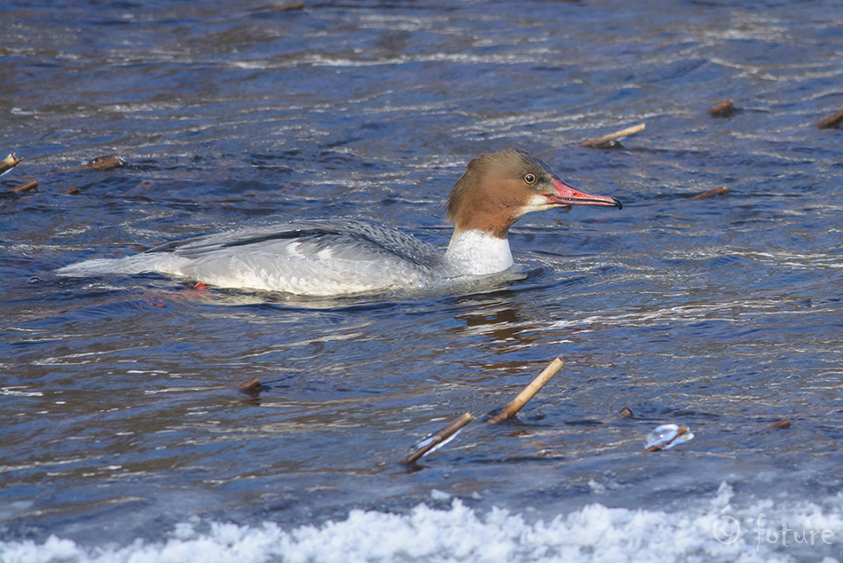 Jääkoskel, Mergus merganser, Goosander, common, koskel