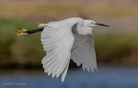 Little Egret - Birds In Flight Photography Cape Town with Canon EOS 7D Mark II  Copyright Vernon Chalmers