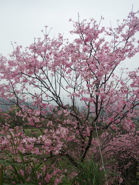 Royal Dragon Sakura Forest cherry blossoms