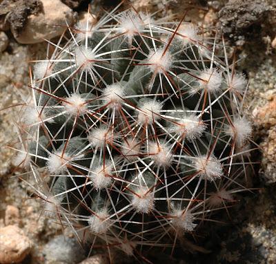 Escobaria vivipara (south Alberta, Canada)