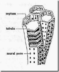 1. ordo tabulata