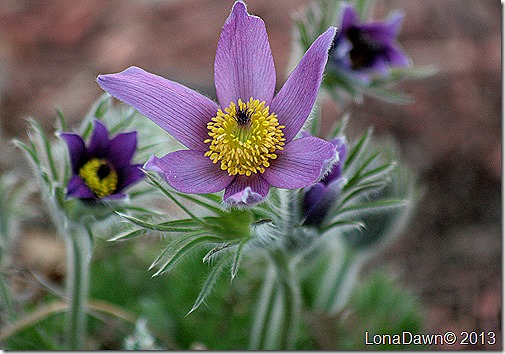 PasqueFlower4_PulsatillaVulgaris