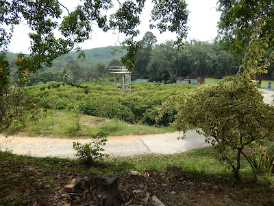 知知港生态农场度假村, titi eco farm resort