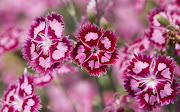 Pink Flowers Wallpapers (pink flowers wallpapers )