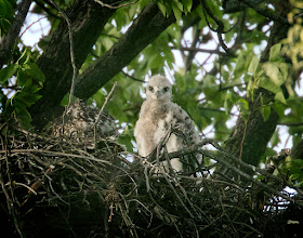 Tompkins Square red-tailed hawk nestling still has a baby face