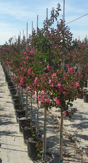 Crape Myrtle