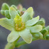 Jatropha sp. - hermaphroditic flower