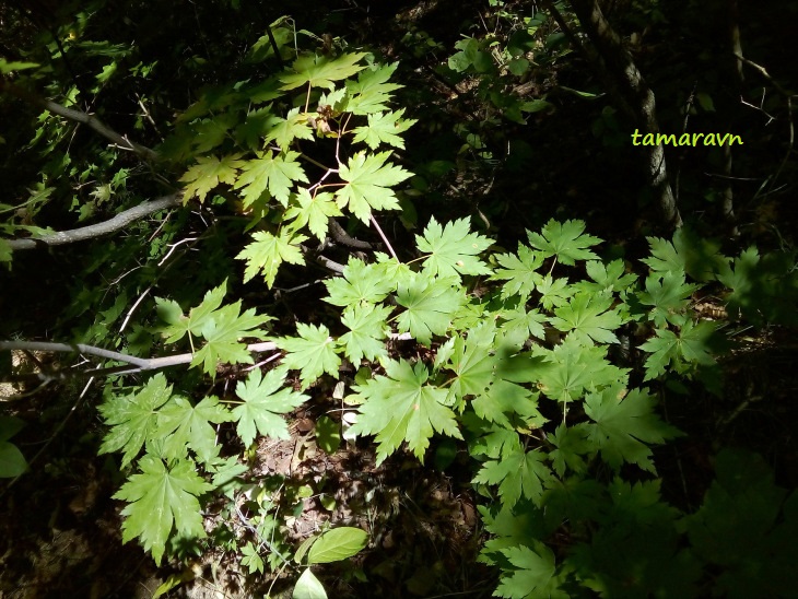 Клён ложнозибольдов (Acer pseudosieboldianum)