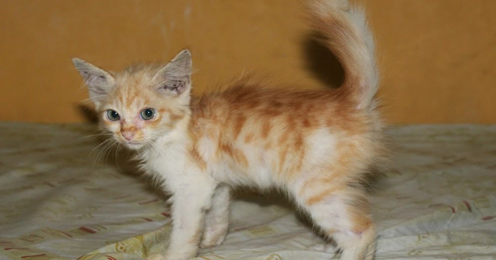 ANAK KUCING PERSIA MIX ANGGORA ~ SEGITU PETSHOP