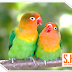 Fisher Lovebirds Tips