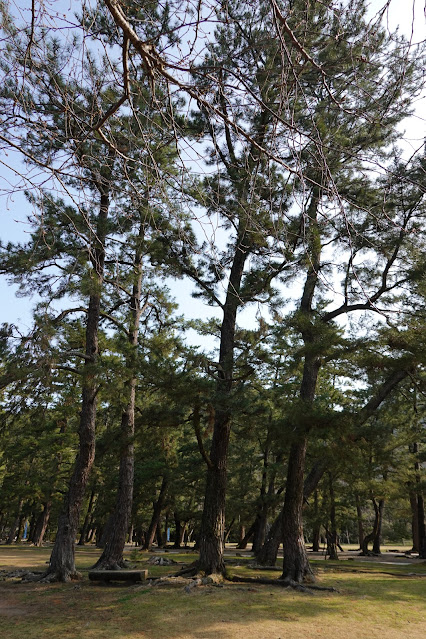 島根県出雲市大社町杵築東 出雲大社