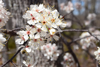 Missouri flowering tree, spring in Missouri, Lake of the Ozarks