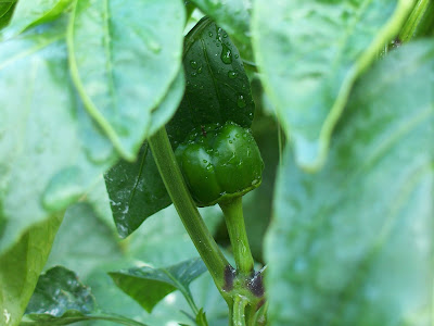 Green Pepper