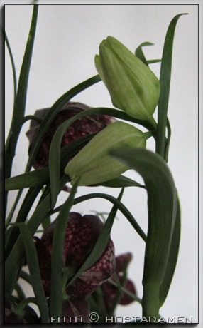 fritillaria_03