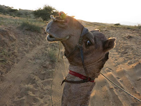 Funny animals of the week - 5 April 2014 (40 pics), camel smiling for camera