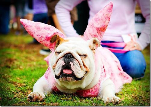 perros pascua (18)