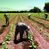 BUSCAN ERRADICAR EL TRABAJO INFANTIL Y LA EXPLOTACIÓN LABORAL EN CAMPOS FRUTIHORTÍCOLAS