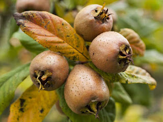 african medlar fruit images