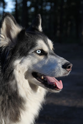 اجمل صورة كلب هاسكي ابيض واسود ، صور كلاب بدقة 4K