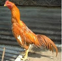 Fisik atau Tubuh Ayam Aduan Yang Mempunyai Pukulan Keras
