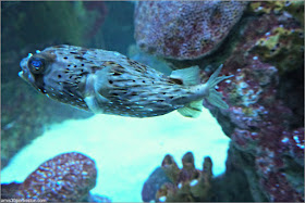 Peces del Tanque Gigante en el Acuario de Boston