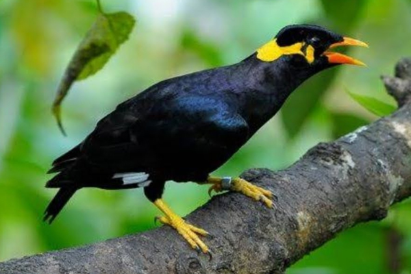 Cara Cepat Melatih Burung Beo Bicara