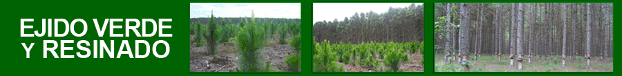 Ejido Verde y Resinado