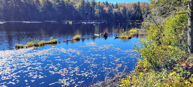 Reservoir lake with lily pads floating in the water. The water is reflecting the blue sky.