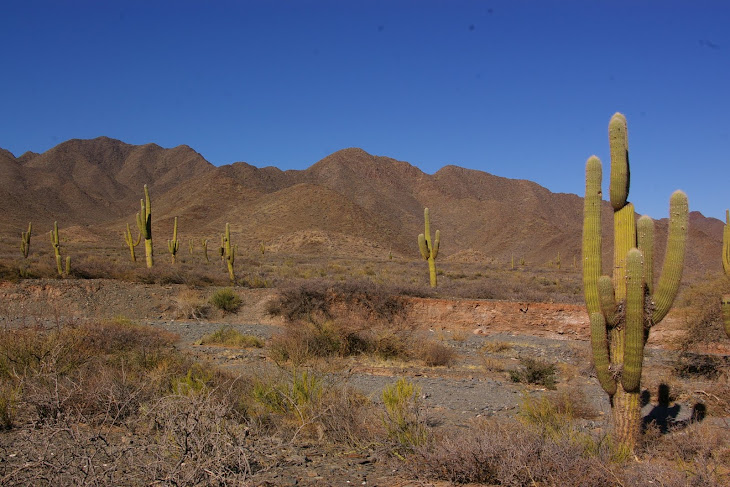 les cactus dans la caillasse