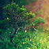 green tree blur dslr sun sine background HD 1920x1080p
