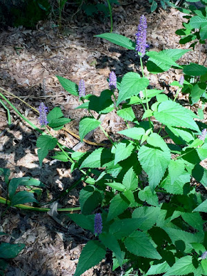 Anise Hyssop in bloom