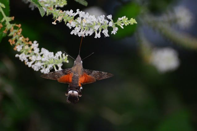 Macroglossum gyrans