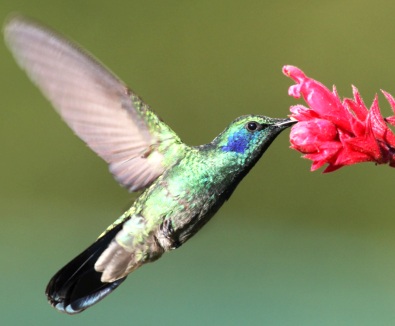 Los colibríes son atraídos especialmente por las flores de color rojo o naranja brillante 