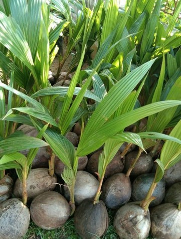 pohon kelapa hibrida terlengkap Banten