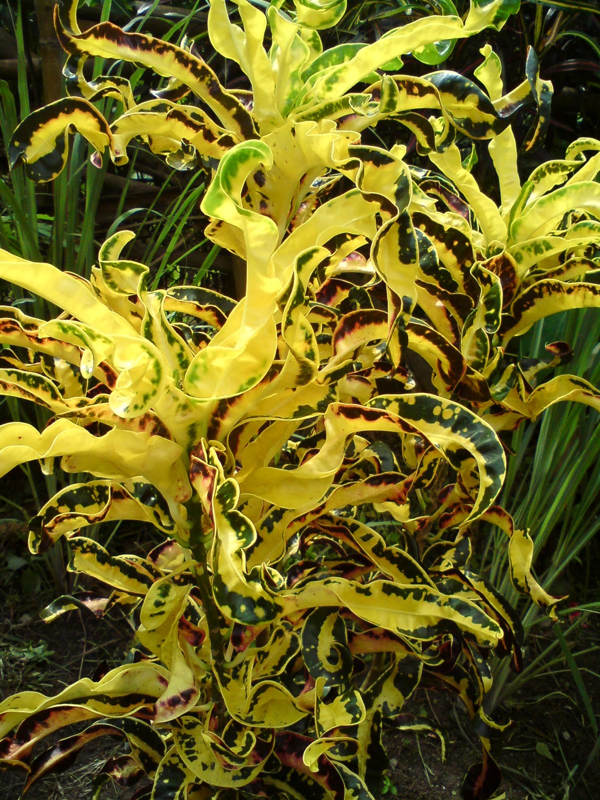 Jom Tanam Bunga Pokok Puding  Dengan Cornstalk Plant