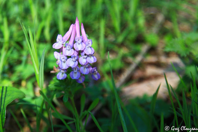 Tapis de Corydalis solida à Recoles Fontainebleau