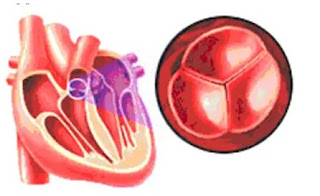 Katup pulmonal,Pengertian Jantung,Struktur Jantung, Fungsi Jantung