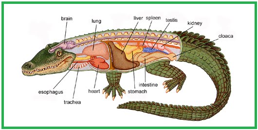 BIOLOGI GONZAGA: HEWAN BERTULANG BELAKANG