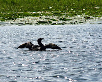 Loon Flapping Wings on Mission Lake