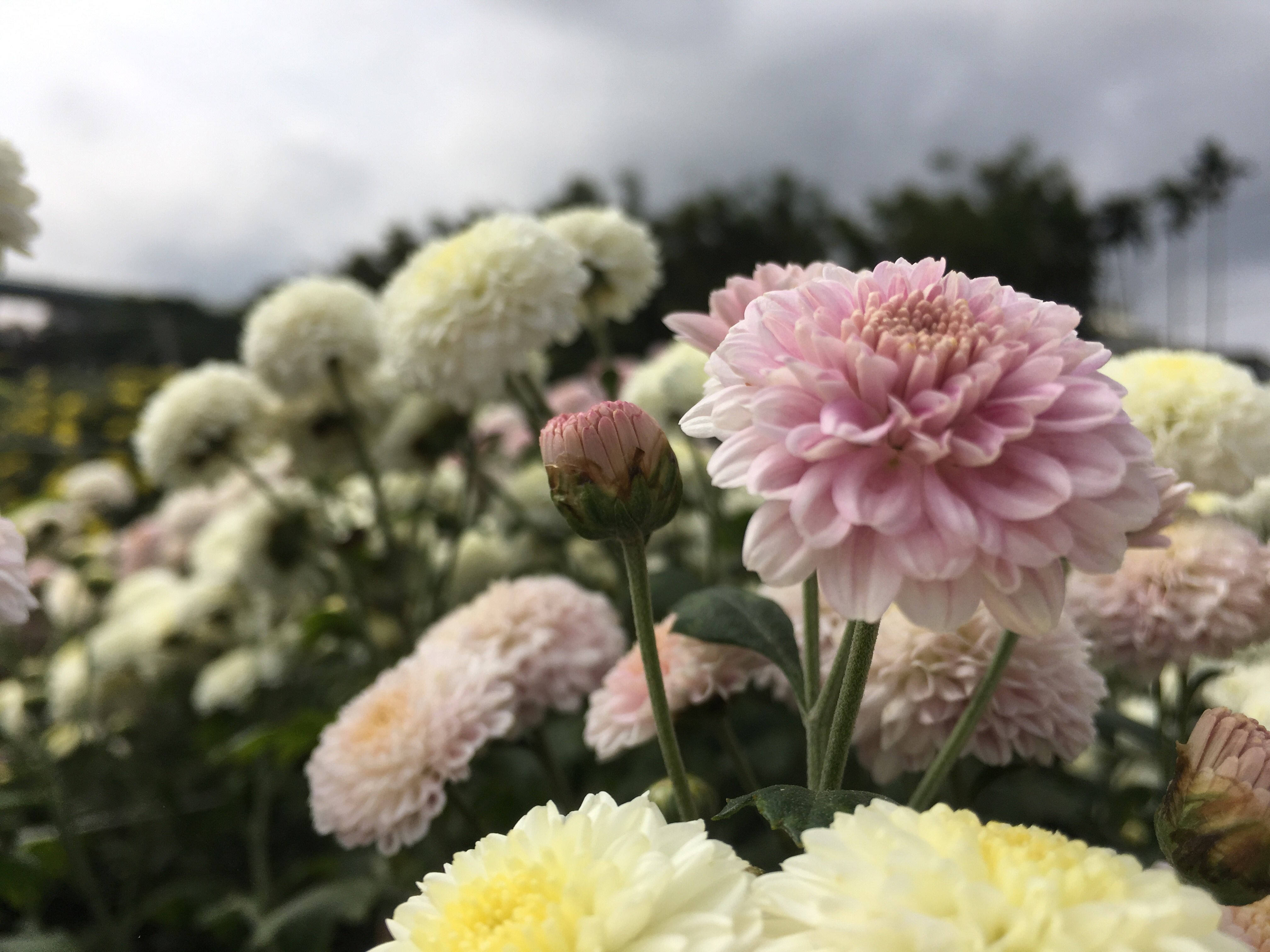 chrysanthemum fields, miaoli, Tongluo, Taiwan