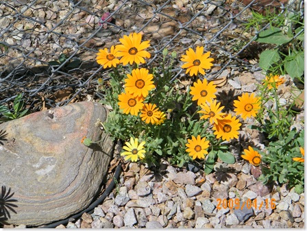 African daisies