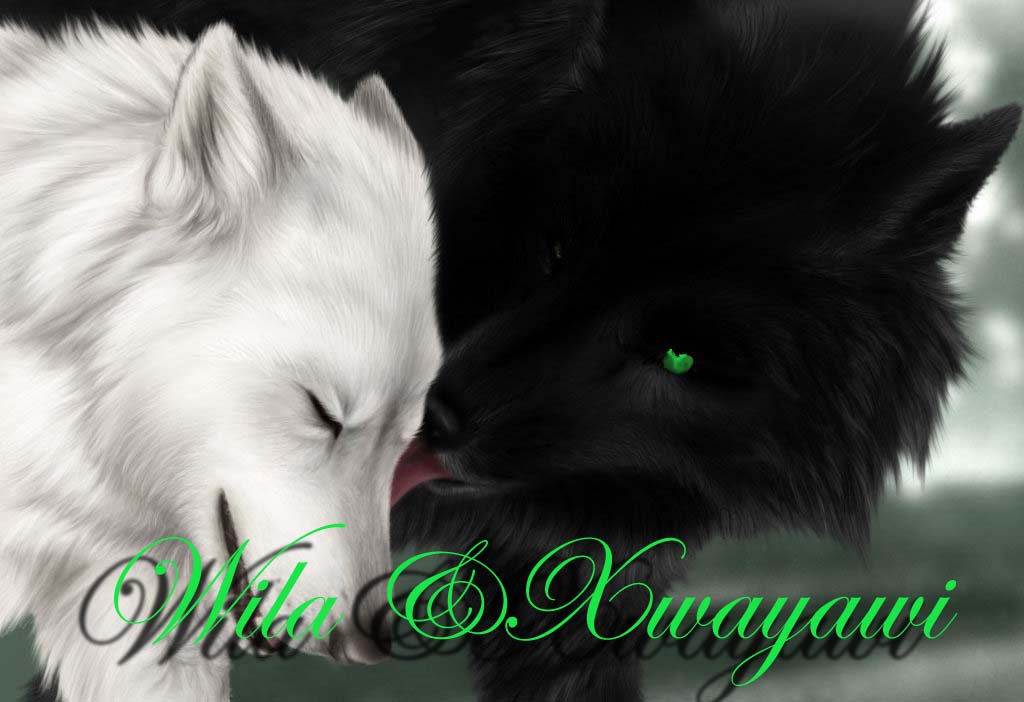 Black Wolf Licking A White Wolf