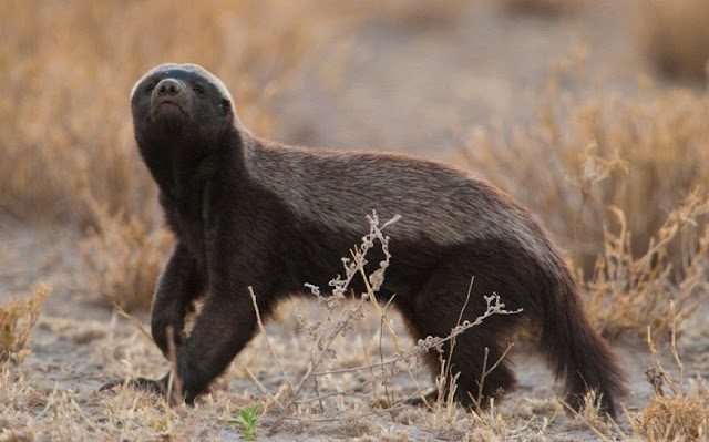 Ratel, Tejón de la miel, Tejón melero, Animales 8