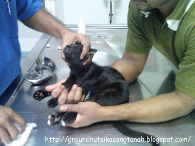 KAcAnG: Suntikan Vaksin untuk Kucing Korang