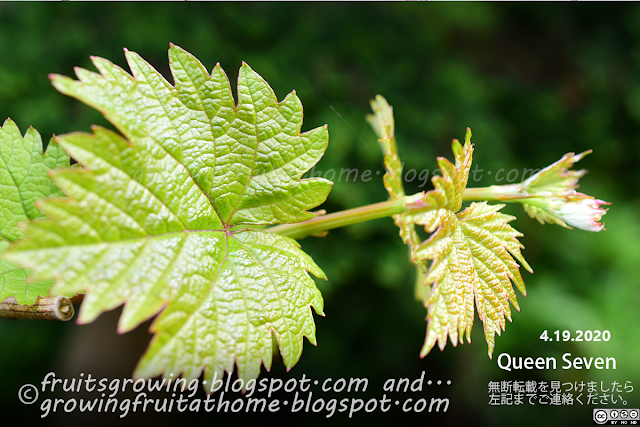 ブドウ栽培 クイーンセブンの発芽 -  Queen Seven Table Grape Vine