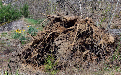 white pine roots