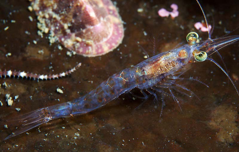 Populer Binatang Laut, Animasi Bintang