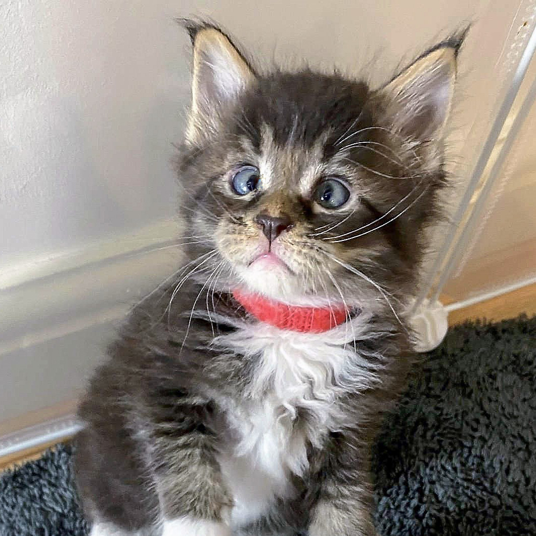 øre indeks slap af Maine Coon kitten, Red, born with convergent strabismus. Serious or cute?