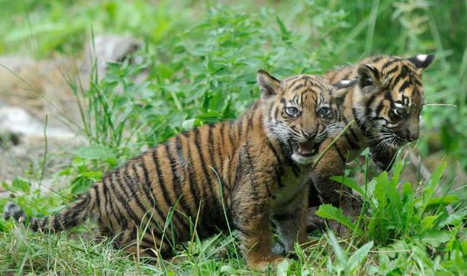 tanjabekspres Harimau  Sumatera Mengalami Dehidrasi Berat